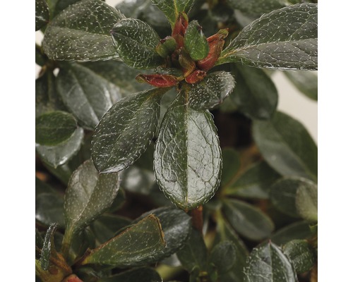 Close-up van bladeren en bloemknoppen van een azalea