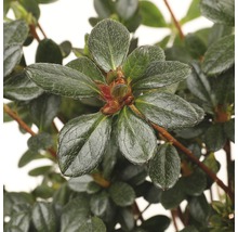 Close-up van een groenblijvende azalea met bladeren en bloemknoppen