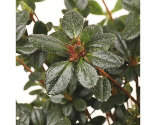 Close-up van een groenblijvende azalea met bladeren en bloemknoppen