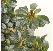 Close-up van een groenblijvende azalea met bladeren