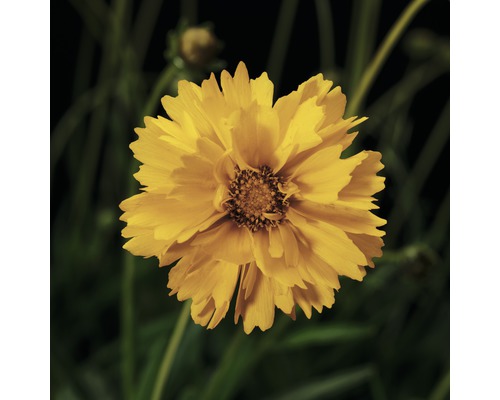 Bloem van een Coreopsis plant