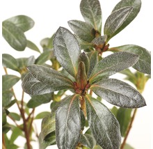 Close-up van een azaleaplant met bladeren