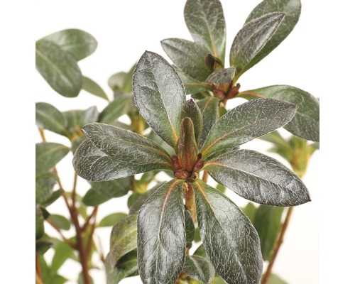 Close-up van een azaleaplant met bladeren