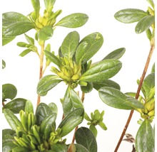 Close-up van een azaleaplant met groene bladeren en bloemknoppen