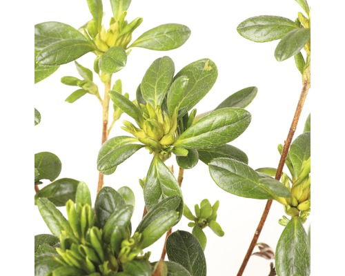 Close-up van een azaleaplant met groene bladeren en bloemknoppen