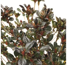 Close-up van een azaleaplant met bladeren