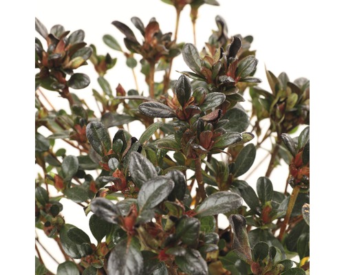 Close-up van een azaleaplant met bladeren