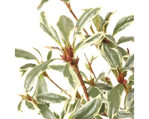 De afbeelding toont een plant met bladeren.