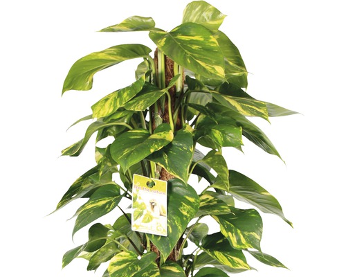 Epipremnum op mosstok, kamerplant