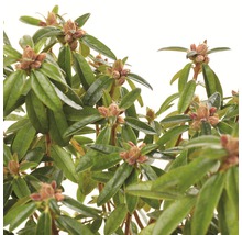 Close-up van een rododendronplant met bladeren en bloemknoppen