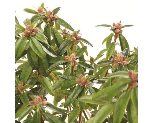 Close-up van een rododendronplant met bladeren en bloemknoppen