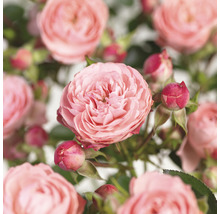 Close-up van roze rozenbloemen
