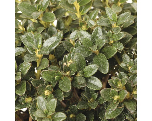 Op de afbeelding is een azalea met groene bladeren te zien.