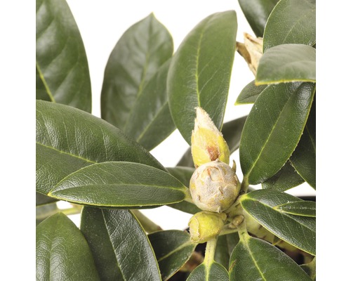 Close-up van rododendronbloemen voordat ze bloeien