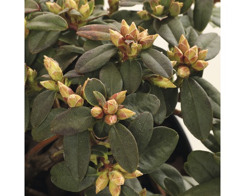 Rhododendron met bladeren en bloemknoppen