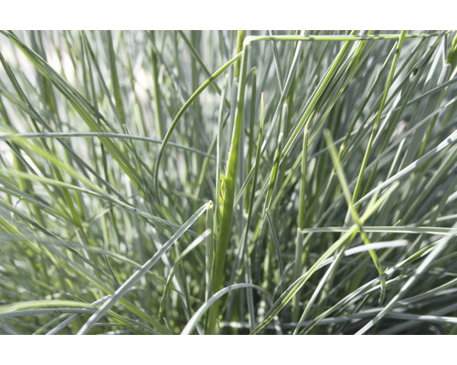 Blauw gras in detail