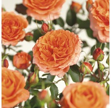 Close-up van oranje rozenbloemen met knoppen en groene bladeren.