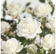 Close-up van witte rozenbloemen met groene bladeren