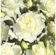 Close-up van witte rozenbloemen.