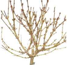 FLORASELF Chinees Klokje op stam Forsythia intermedia Week-End Lichtgeel