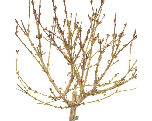 Boom zonder bladeren in de winter