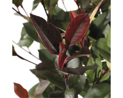 Close-up van een Photinia fraseri heester met rode en groene bladeren.