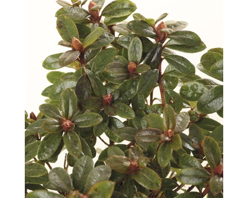 Close-up van een dwergalpenroos met bladeren en knoppen.