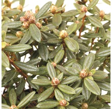 Immergroene rododendron met bloem