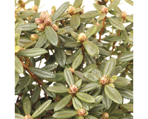 Immergroene rododendron met bloem