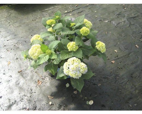 Hortensia met groene en witte bloemen in pot
