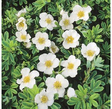 De afbeelding toont een struikspirea met witte bloemen en groene bladeren.