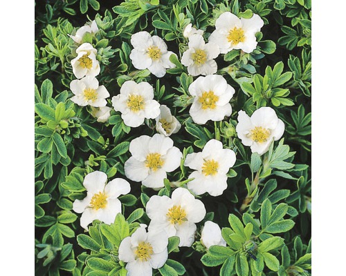 Heesterganzerik Potentilla fruticosa 'White Lady' potmaat Ø 21.0 cm H 30-40 cm De afbeelding toont een struikspirea met witte bloemen en groene bladeren.