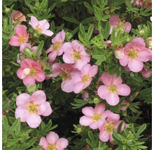 Struik met roze bloemen en groene bladeren