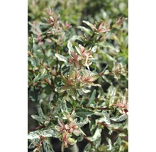 FLORASELF Bonte wilg op stam Salix integra Hakuro Nishiki