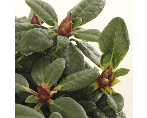 Close-up van een rododendronplant met bladeren en bloemknoppen