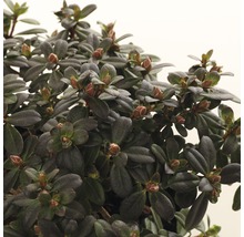 Detailopname van een Rhododendron kamerplant met bladeren en knoppen
