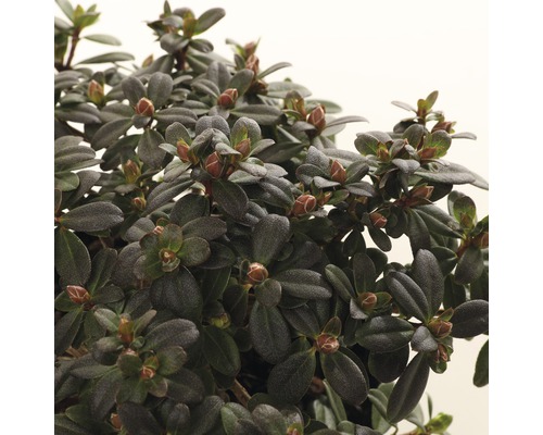 Detailopname van een Rhododendron kamerplant met bladeren en knoppen