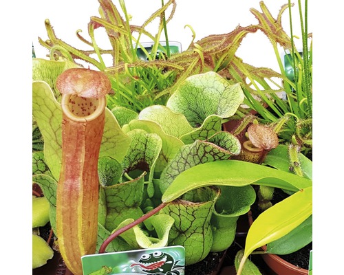 Assortiment verschillende vleesetende planten