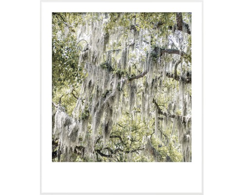 Fotografie van een boom met Spaans mos