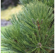 Close-up van dennennaalden