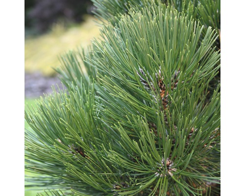 Close-up van dennennaalden