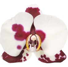Close-up van een orchideeënbloem met witte en paarse bloemblaadjes