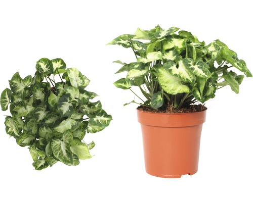 Pijlblad in pot, twee aanzichten