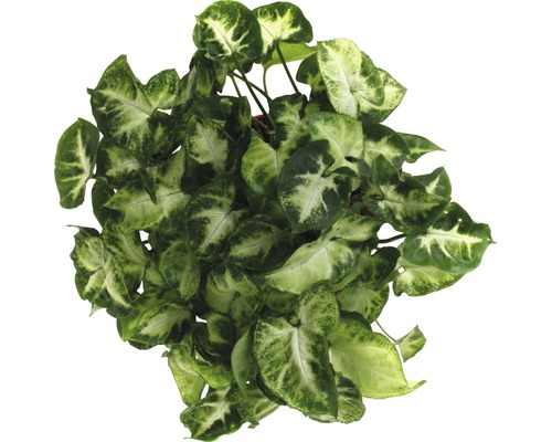 Pijlpuntplant kamerplant met groene en lichte bladeren