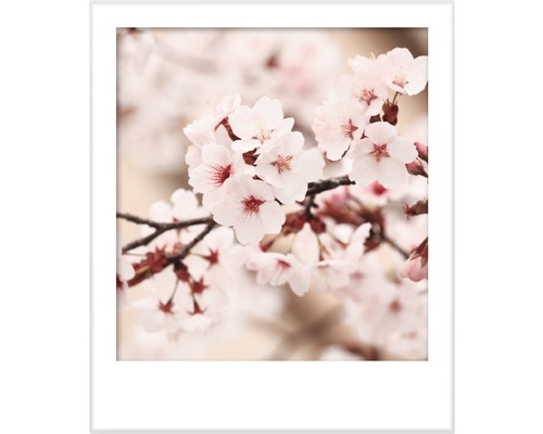 Close-up van kersenbloesems in een witte lijst