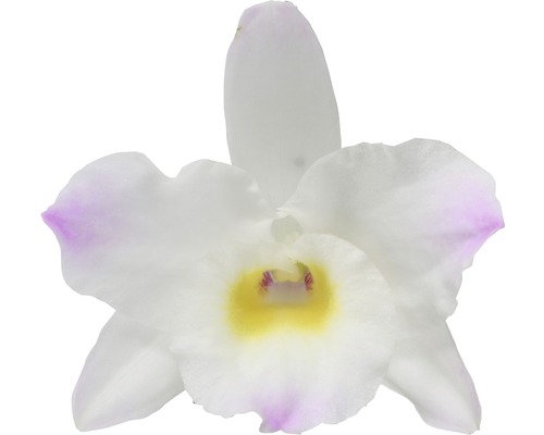 Close-up van een enkele orchideeën bloem