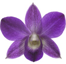 FLORASELF® Orchidee Dendrobie Sa-Nook 'Blue Happiness' blauw/lila potmaat Ø 11 cm