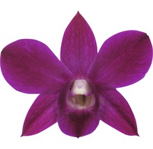 Paarse orchideeën bloem