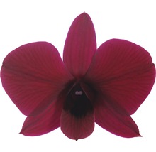 Enkele donkerrode orchideeën bloem