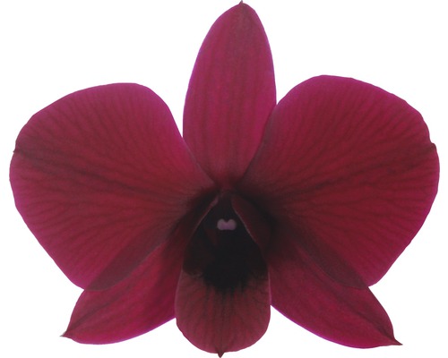 Enkele donkerrode orchideeën bloem